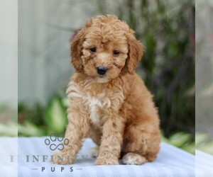 Cavapoo Puppy for sale in EAST EARL, PA, USA