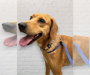 Mutt Dogs for adoption in Monticello, MS, USA