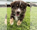 Small Photo #1 Australian Shepherd Puppy For Sale in NEOSHO, MO, USA