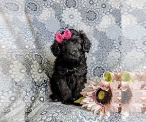 Aussiedoodle Miniature  Puppy for sale in NOTTINGHAM, PA, USA
