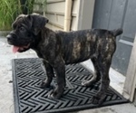 Small Photo #1 Cane Corso Puppy For Sale in NEW HOLLAND, PA, USA