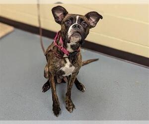 Boxer Dogs for adoption in Denver, CO, USA