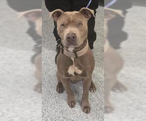 American Pit Bull Terrier-Unknown Mix Dogs for adoption in Houston, TX, USA