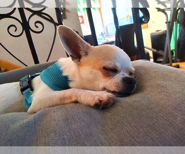 Medium Photo #6 Chihuahua Puppy For Sale in St. Louis Park, MN, USA