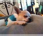 Small #5 Chihuahua
