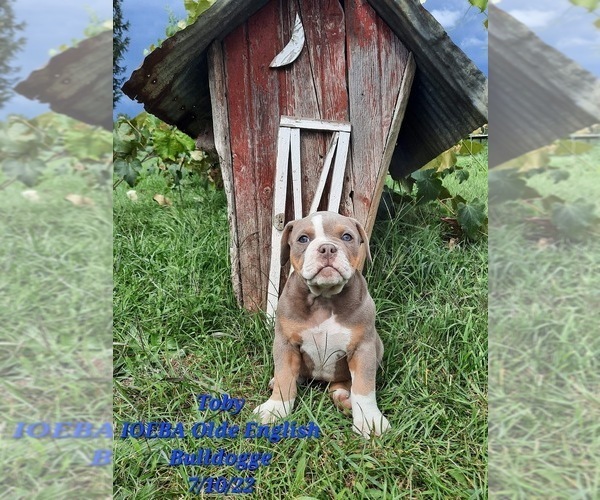 Medium Photo #1 Olde English Bulldogge Puppy For Sale in SHIPSHEWANA, IN, USA