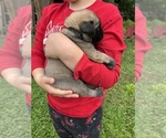 Small #7 Mastiff