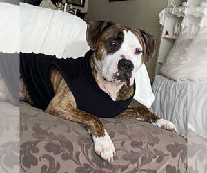 Mutt Dogs for adoption in Lockport, NY, USA