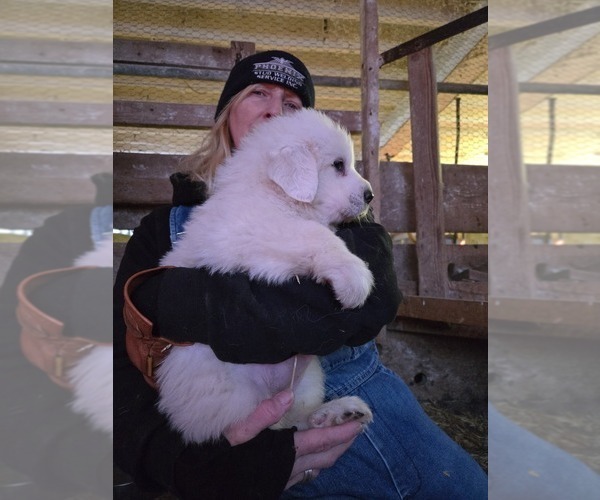 Medium Photo #16 Great Pyrenees Puppy For Sale in BANGOR, PA, USA
