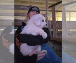 Small #15 Great Pyrenees