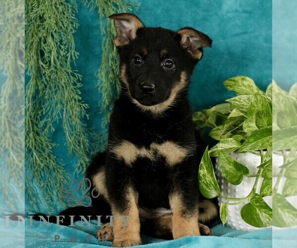 Medium Photo #3 German Shepherd Dog Puppy For Sale in PARADISE, PA, USA