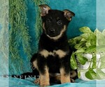 Small Photo #3 German Shepherd Dog Puppy For Sale in PARADISE, PA, USA