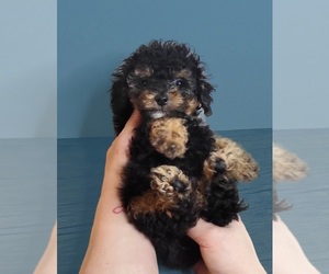 Poodle (Toy) Puppy for sale in HIALEAH GARDENS, FL, USA