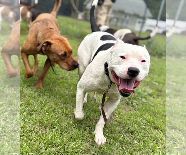 Medium Photo #2 Mutt Puppy For Sale in Virginia Beach, VA, USA