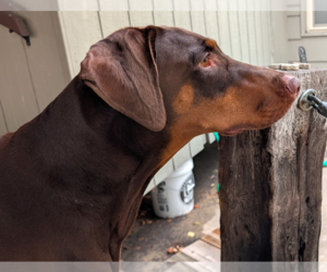 Brandy - Female Doberman Pinscher Dog for Adoption - Photo #6