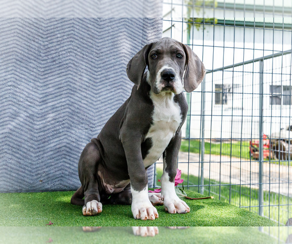 Medium Photo #187 Great Dane Puppy For Sale in WAKARUSA, IN, USA