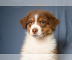 Image preview for Ad Listing. Nickname: Liam