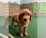 Small #33 Goldendoodle