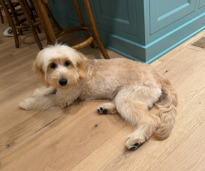 Goldendoodle (Miniature) Puppy for sale in HOPKINSVILLE, KY, USA