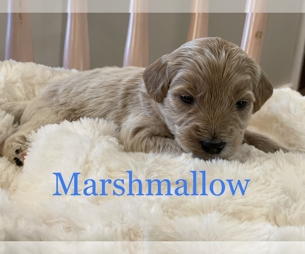 Medium Photo #1 Goldendoodle-Poodle (Miniature) Mix Puppy For Sale in PALMETTO, FL, USA