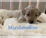 Small Photo #1 Goldendoodle-Poodle (Miniature) Mix Puppy For Sale in PALMETTO, FL, USA