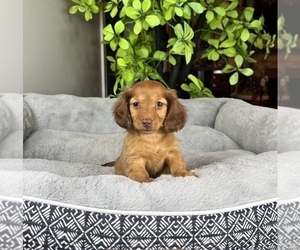 Dachshund Puppy for sale in FRANKLIN, IN, USA
