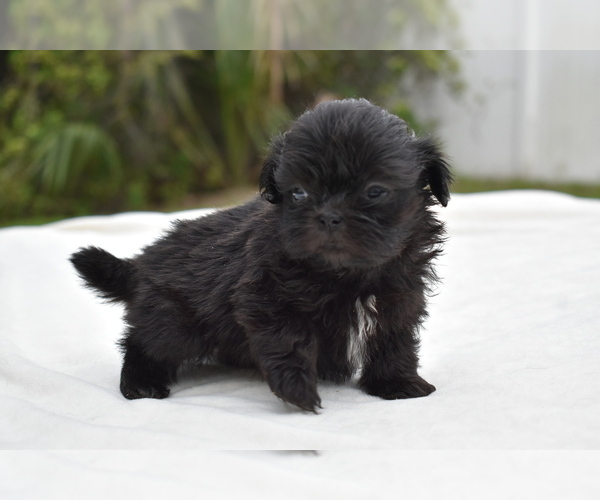 Medium Photo #4 Shih Tzu Puppy For Sale in PALM COAST, FL, USA