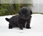 Small #3 Shih Tzu