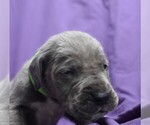 Small Photo #5 Great Dane Puppy For Sale in ALVARADO, TX, USA