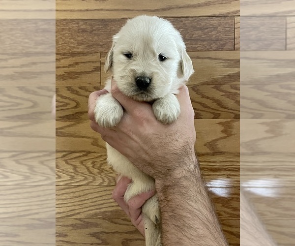Medium Photo #4 Golden Retriever Puppy For Sale in BISHOP, GA, USA