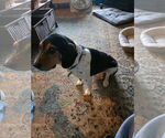 Small #1 Beagle Mix