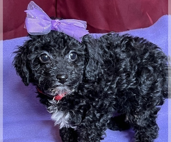 Medium Photo #10 Poodle (Miniature) Puppy For Sale in DUNDEE, OH, USA