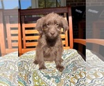 Chloe - Female Labradoodle Puppy for Sale - Photo #5