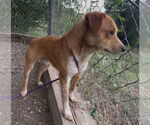 Small #1 Red Heeler Mix
