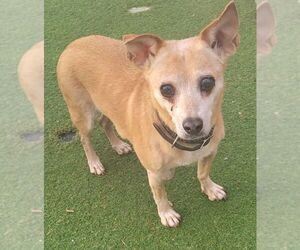 Chihuahua Dogs for adoption in Carrollton, TX, USA