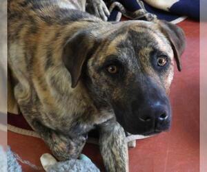 German Shepherd Dog-Unknown Mix Dogs for adoption in Thief River Falls, MN, USA