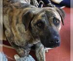 Small German Shepherd Dog Mix