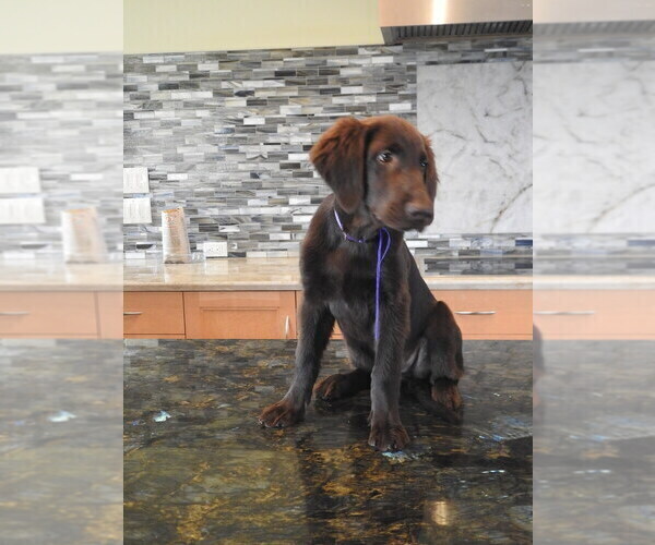 Medium Photo #24 Flat Coated Retriever Puppy For Sale in LAHAINA, HI, USA