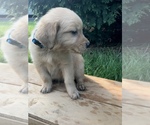 Small Photo #4 Golden Retriever Puppy For Sale in GOSHEN, IN, USA