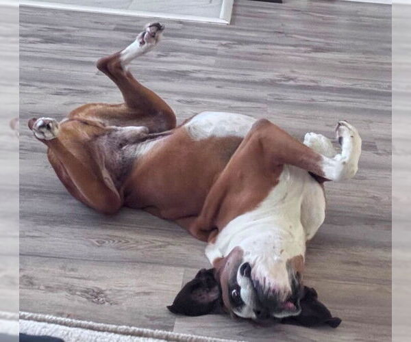 Medium Photo #2 Boxer Puppy For Sale in Austin, TX, USA