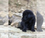 Small #3 Labrador Retriever