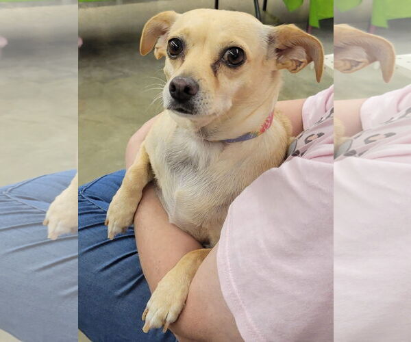 Medium Photo #4 Chihuahua-Unknown Mix Puppy For Sale in Missouri City, TX, USA