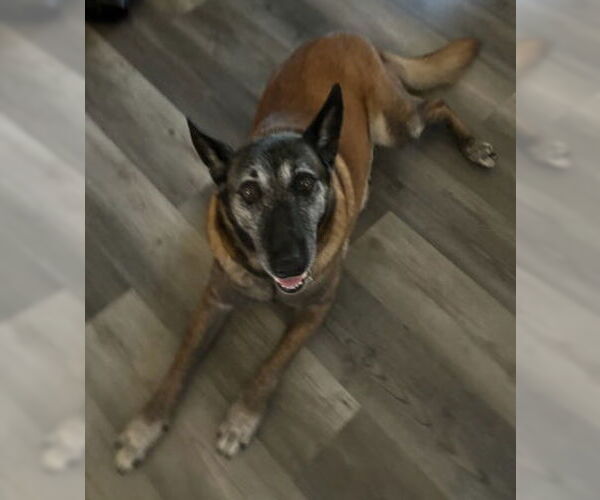 Medium Photo #2 Mutt Puppy For Sale in Modesto, CA, USA