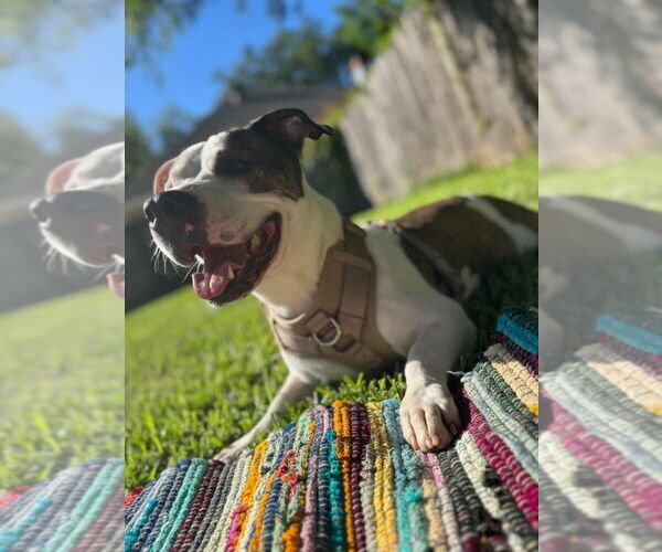 Medium Photo #11 Mutt Puppy For Sale in Abbeville, LA, USA