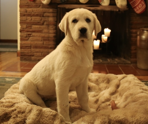 Medium Photo #16 Akbash-Great Pyrenees Mix Puppy For Sale in RIDGEFIELD, WA, USA