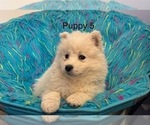 Small #4 Samoyed