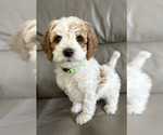 Small Photo #2 Goldendoodle (Miniature) Puppy For Sale in LAYTON, UT, USA