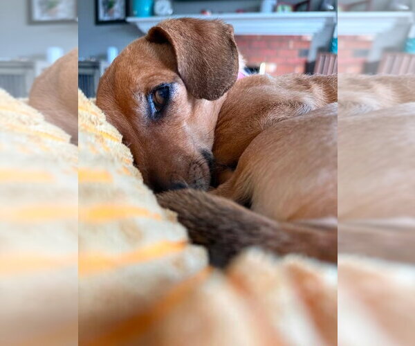 Medium Photo #4 Chiweenie Puppy For Sale in Bellevue, WA, USA