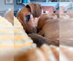 Small #3 Chiweenie