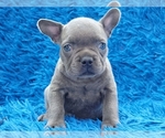 Small French Bulldog